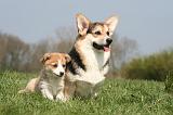 CORGI PEMBROKE 1269